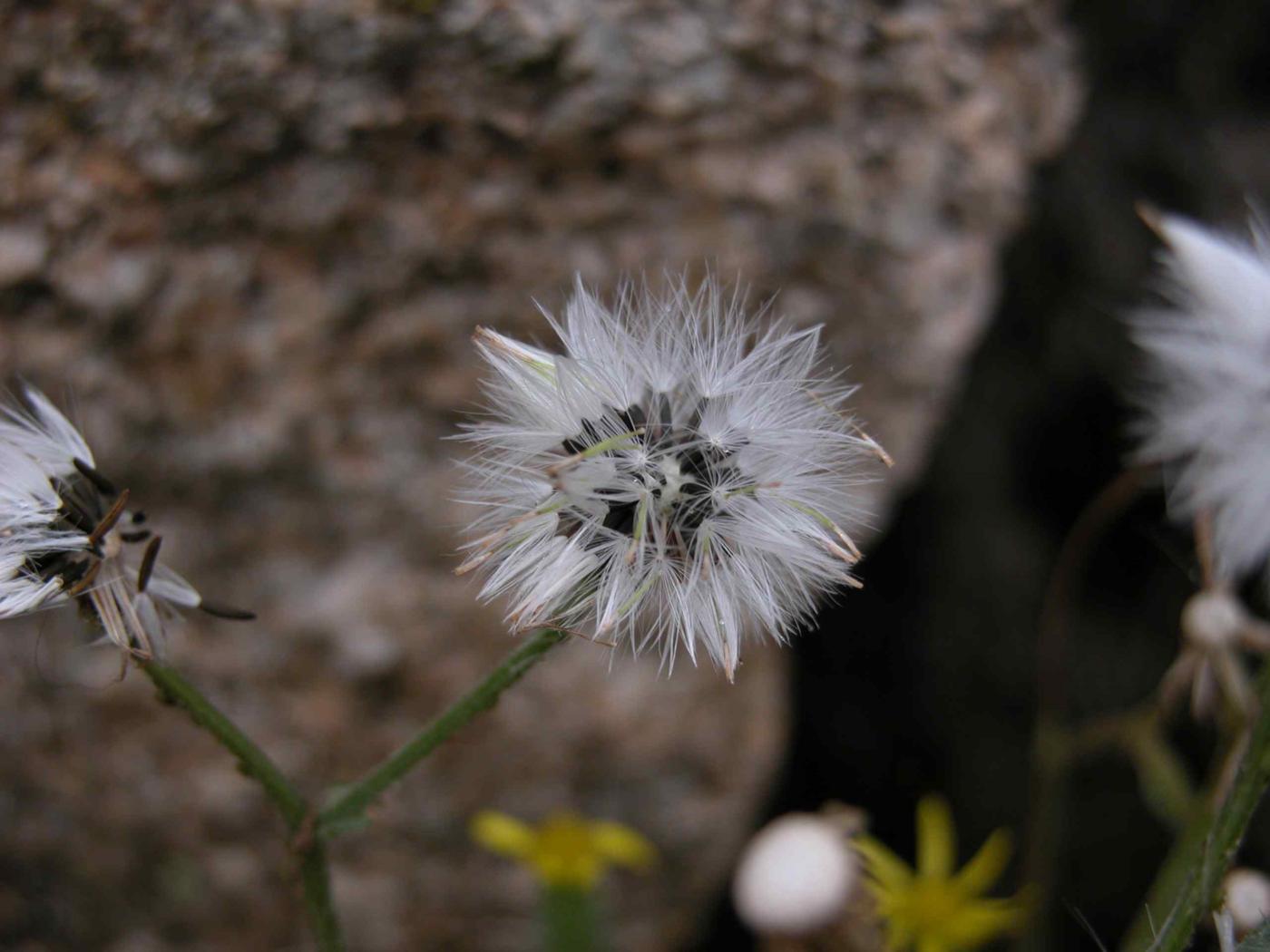 Groundsel, Sticky fruit